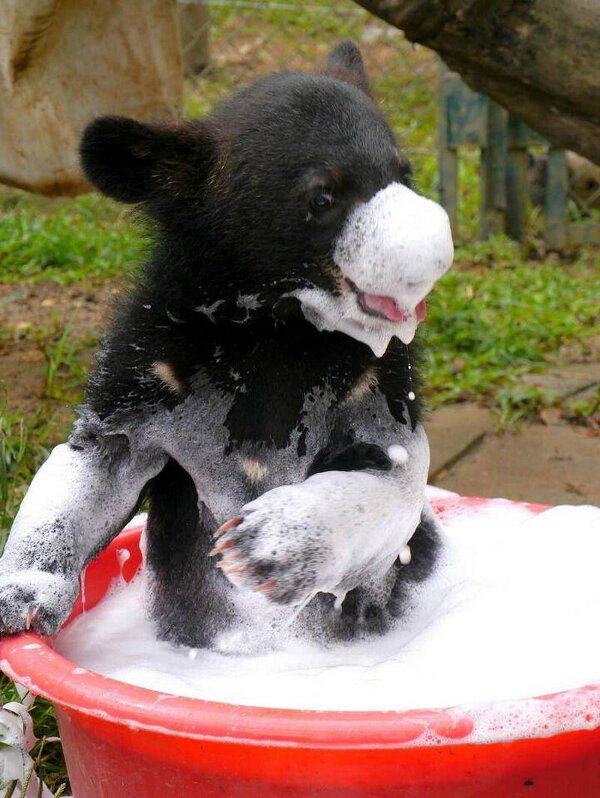 random pic bear cub bath