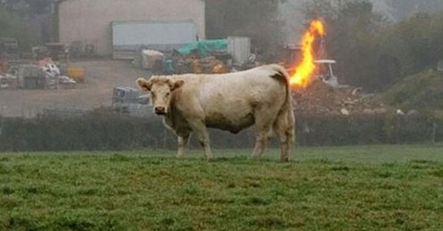 farting cow