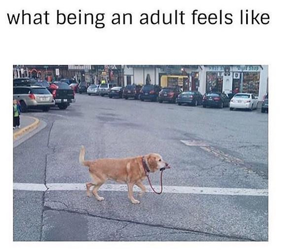 memes  - leavenworth - what being an adult feels Alten
