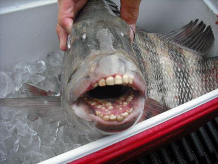 Sheepshead fish eat shellfish. The creepiest part is that their teeth look like ours.