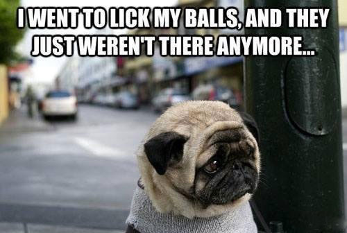 neutered dog meme - I Went To Lick My Balls, And They Just Weren'T There Anymore...