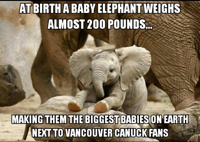 adorable elephant - At Birth A Baby Elephant Weighs Almost 200 Pounds... Making Them The Biggest Babies On Earth Next To Vancouver Canuck Fans