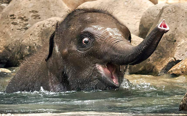 baby elephant first time in water