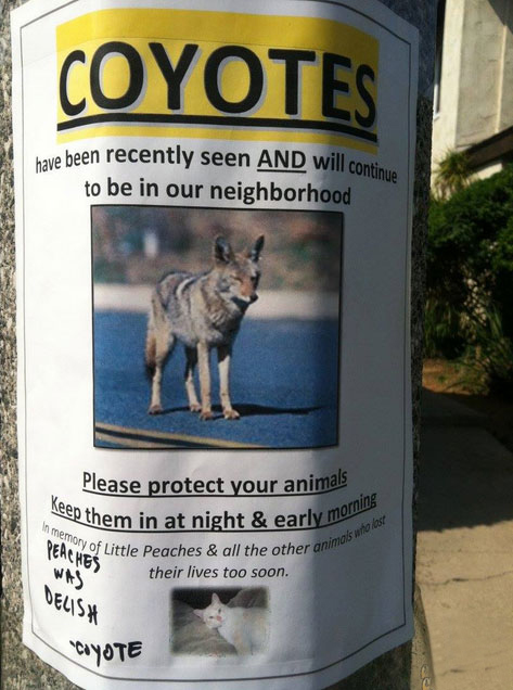 funny off color memes - Coyote ave been recently seen And will conti to be in our neighborhood Arsen Keep the In memory of Little Peaches wis Please protect your animals ep them in at night & early mo of Little Peaches & all the other anin their lives too