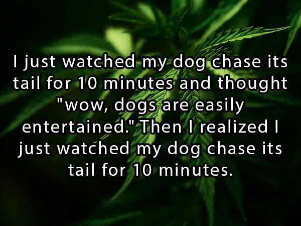 shower thoughts by stoners - I just watched my dog chase its tail for 10 minutes and thought "wow, dogs are easily entertained." Then I realized I just watched my dog chase its tail for 10 minutes.