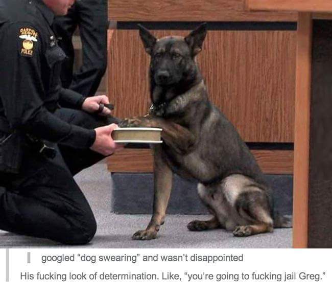 dog swearing - googled "dog swearing" and wasn't disappointed His fucking look of determination. , "you're going to fucking jail Greg."