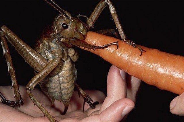 16 People Who Let Bugs Do Weird Things To Them