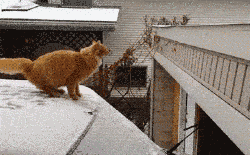 cats falling off things gif