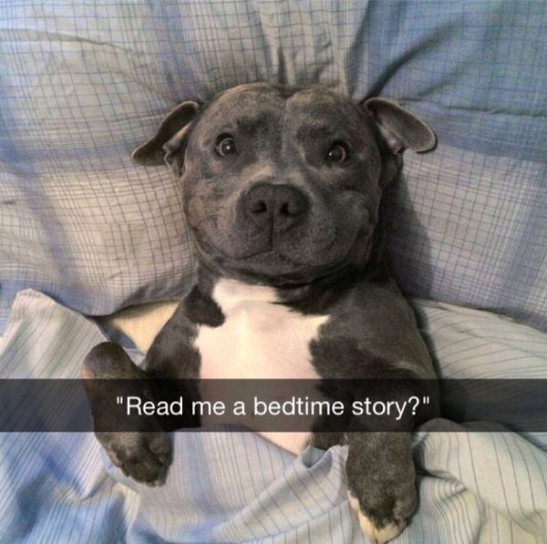 blue staffy - "Read me a bedtime story?"