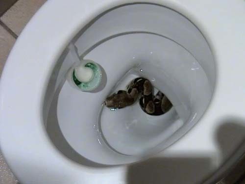 snake in toilet gif