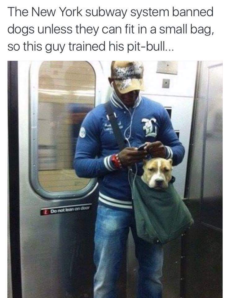 cool new york subway memes - The New York subway system banned dogs unless they can fit in a small bag, so this guy trained his pitbull... Do not non doo