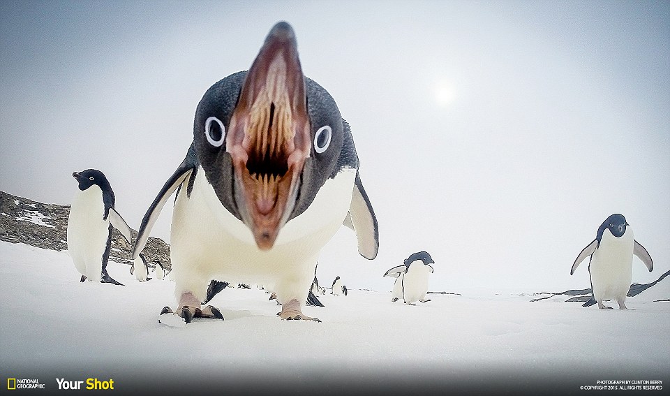 penguins meme - Your Shot Photograph By Cunton Eesry Copyrt 2015. All Rights Reserved