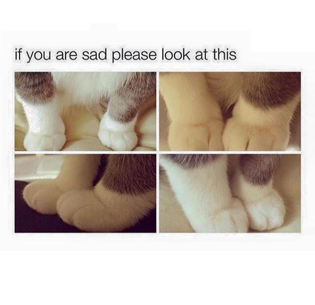 if you re having a bad day cat paws - if you are sad please look at this