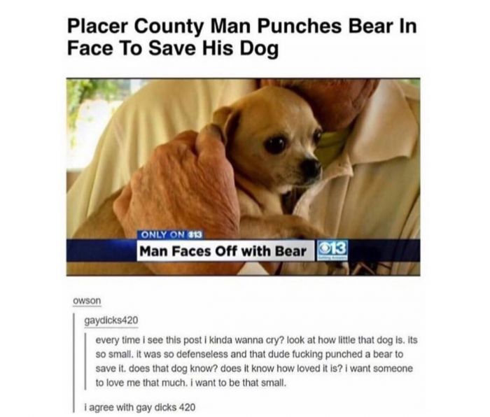 agree with gaydicks420 - Placer County Man Punches Bear In Face To Save His Dog Only On 313 Man Faces Off with Bear 1013 Owson gaydicks420 every time I see this post i kinda wanna cry? look at how little that dog is. Its so small, it was so defenseless an