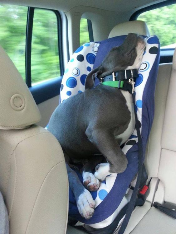 pitbull in a car seat