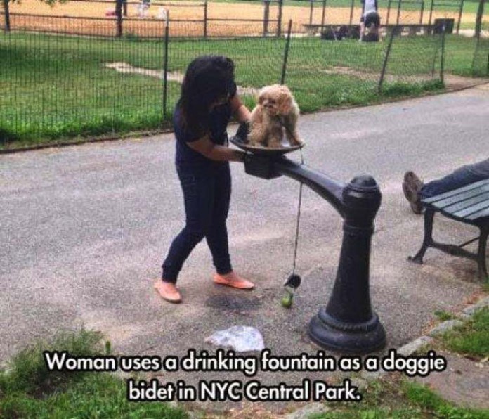 cringey fail stupid people doing stupid things - Woman uses a drinking fountain as a doggie bidet in Nyc Central Park.