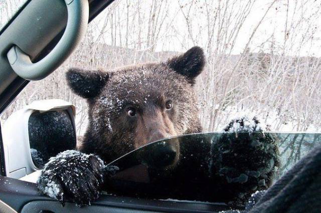 sakhalin bears