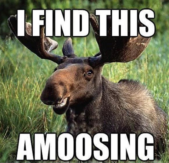 amoosing moose
