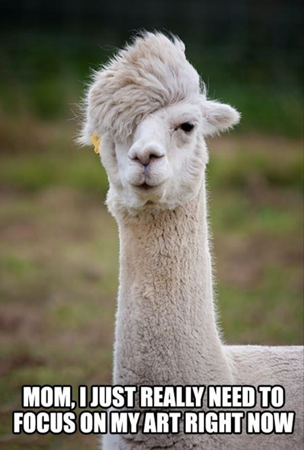 funny llama with crazy hair and caption joking that he is telling his mom he wants to focus on his art right now