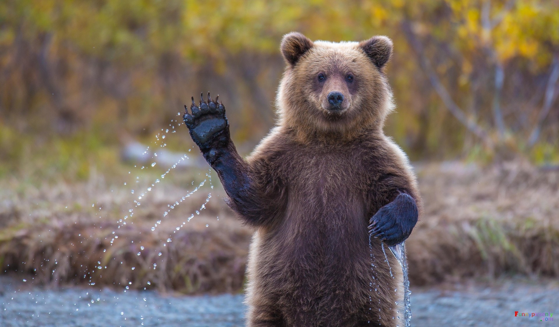 waving bear