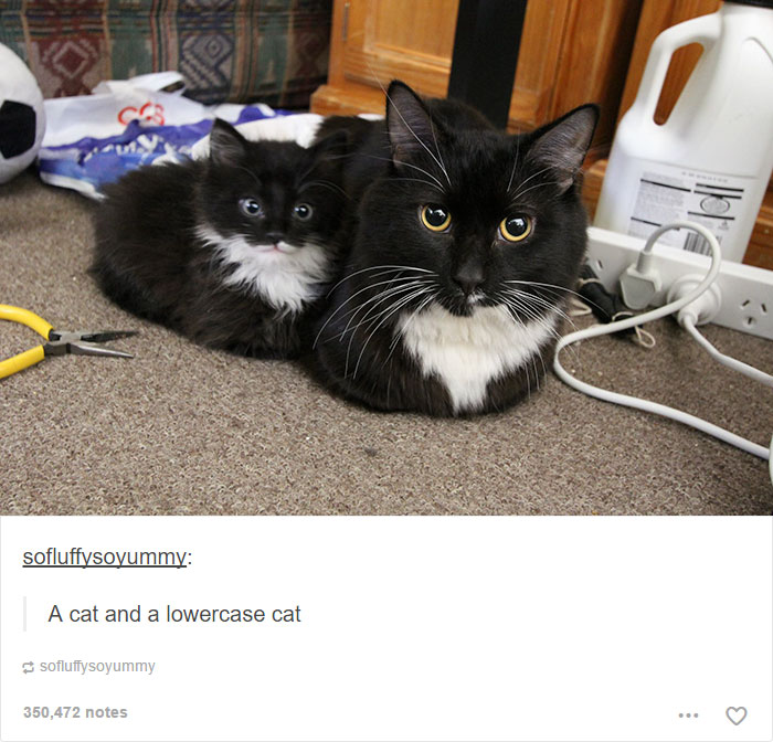 memes - cat and a lowercase cat - sofluffysoyummy A cat and a lowercase cat sofluffysoyummy 350,472 notes