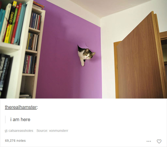 memes - post cats - therealhamster i am here catsareassholes Source vonmunsterr 69,276 notes
