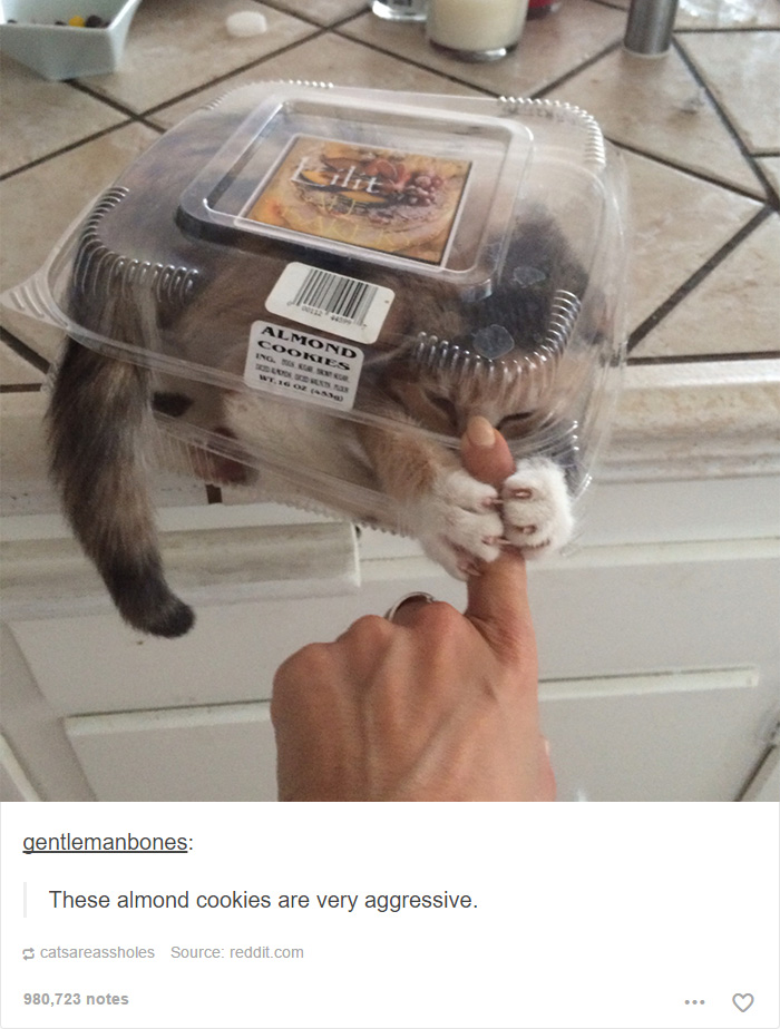 memes - funny cat - Almond Cookies gentlemanbones These almond cookies are very aggressive. catsareassholes Source reddit.com 980,723 notes