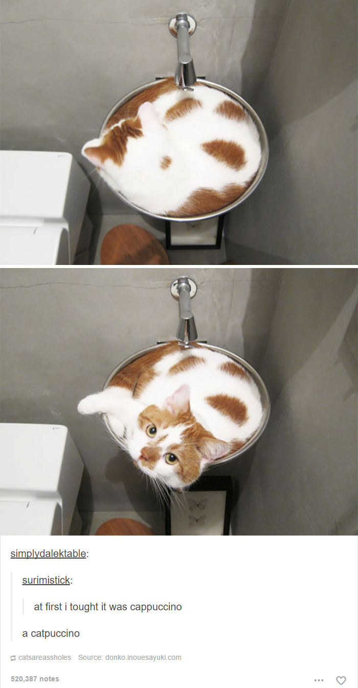 memes - funny tumblr cats - simplydalektable surimistick at first i tought it was cappuccino a catpuccino catsareassholes Source donko.inouesayuki.com 520,387 notes