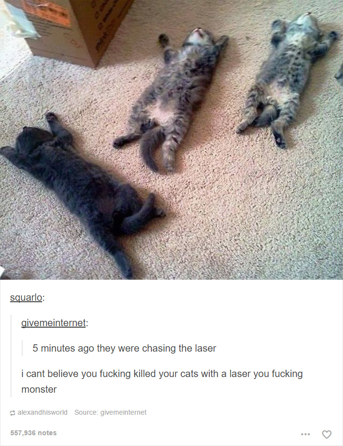 memes - cat text post - squarlo givemeinternet 5 minutes ago they were chasing the laser i cant believe you fucking killed your cats with a laser you fucking monster alexandhisworld Source givemeinternet 557,936 notes
