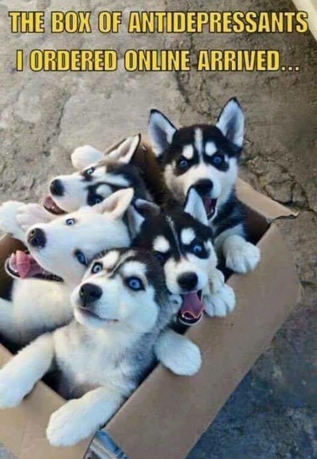 box of husky puppies - The Box Of Antidepressants I Ordered Online Arrived...