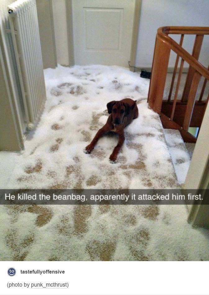 dog bean bag destroyed - He killed the beanbag, apparently it attacked him first. to tastefullyoffensive photo by punk_mcthrust