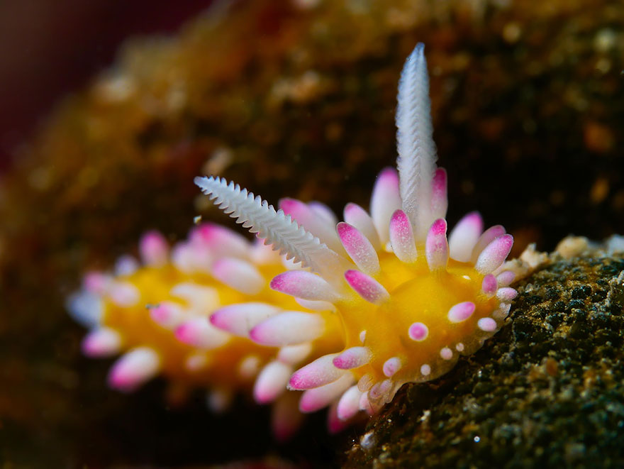 beautiful sea slugs