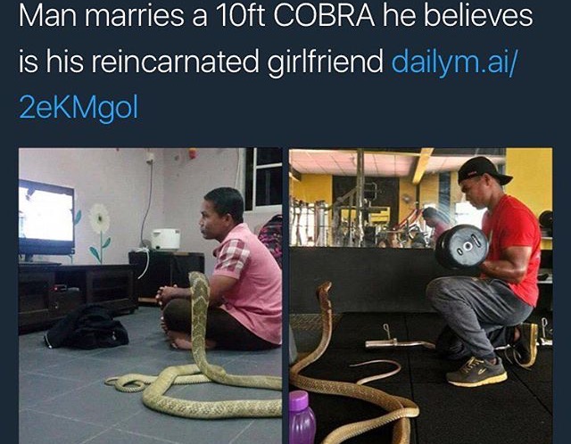 random pic Man marries a 10ft Cobra he believes is his reincarnated girlfriend dailym.ai 2eKMgol