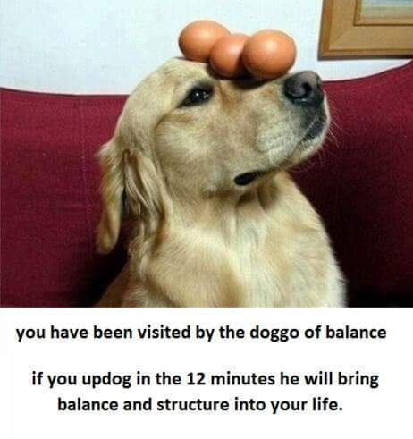 doggo of balance - you have been visited by the doggo of balance if you updog in the 12 minutes he will bring balance and structure into your life.