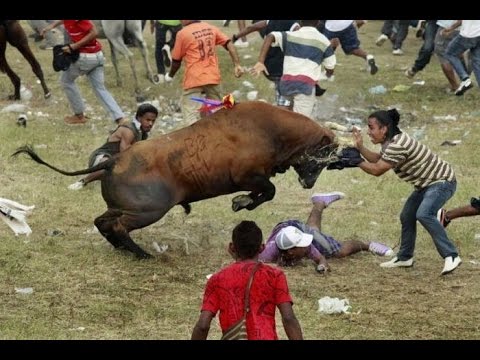 angry bull knocking people over