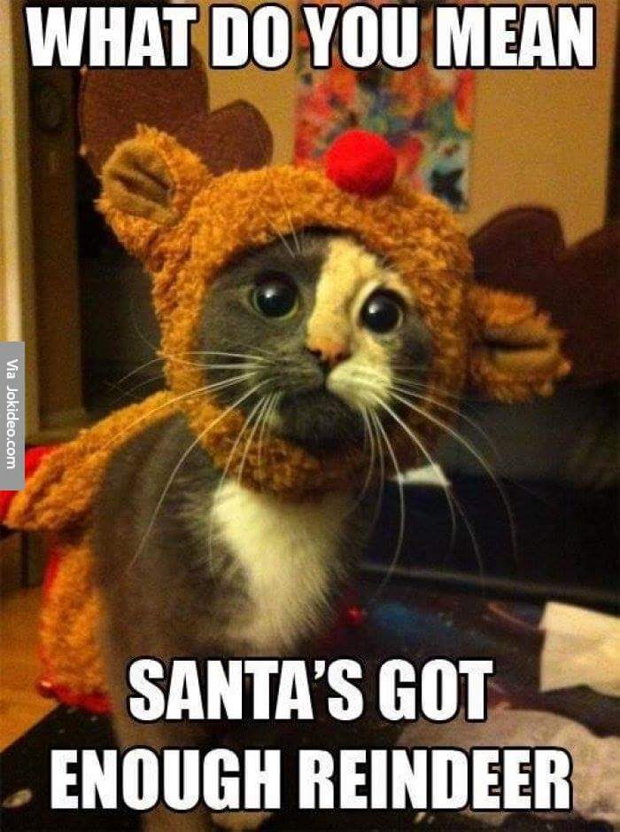 funny cat christmas memes - What Do You Mean Via Jokideo.com Santa'S Got Enough Reindeer