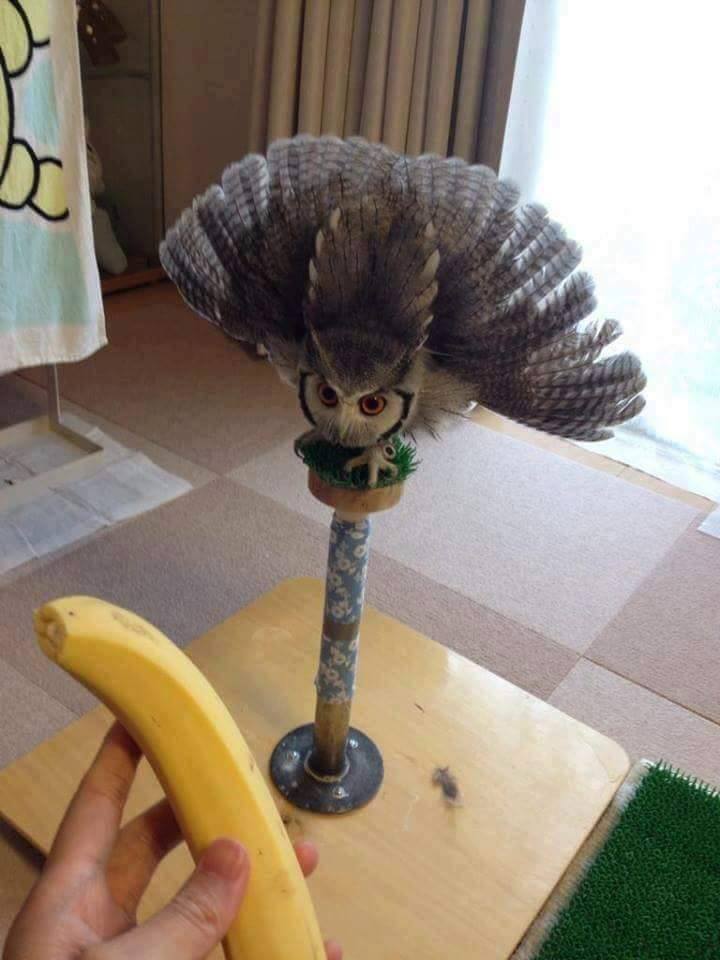 owl banana