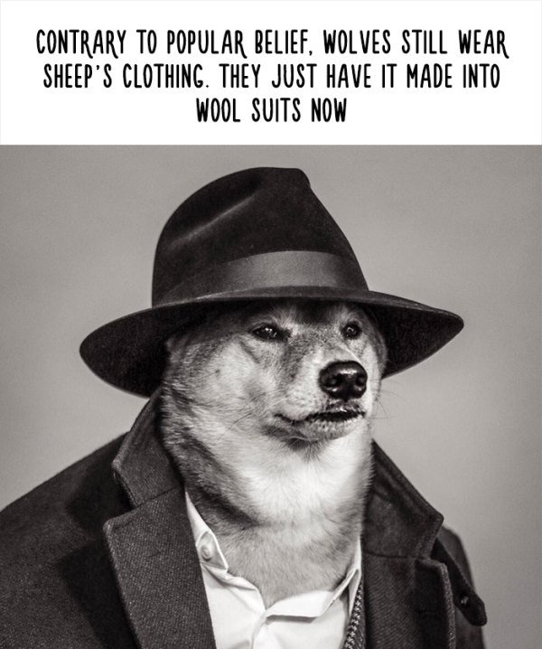 funny false facts - Contrary To Popular Belief, Wolves Still Wear Sheep'S Clothing. They Just Have It Made Into Wool Suits Now