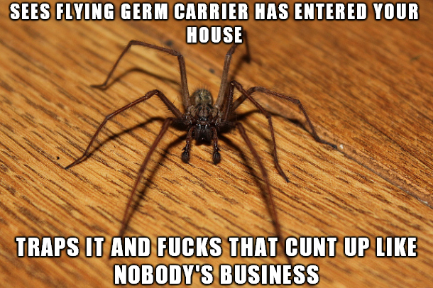 field spider uk - Sees Flying Germ Carrier Has Entered Your House Traps It And Fucks That Cunt Up Nobody'S Business