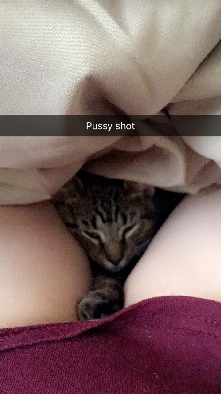 kitten - Pussy shot