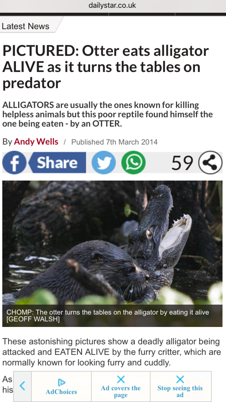 wildlife - dailystar.co.uk Latest News Pictured Otter eats alligator Alive as it turns the tables on predator Alligators are usually the ones known for killing helpless animals but this poor reptile found himself the one being eatenby an Otter. By Andy We