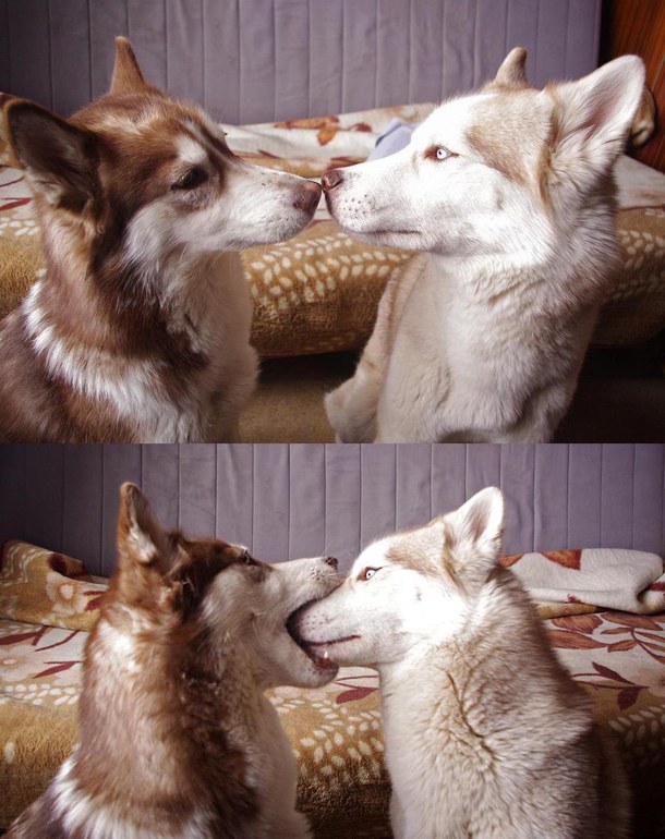 cute animal kiss