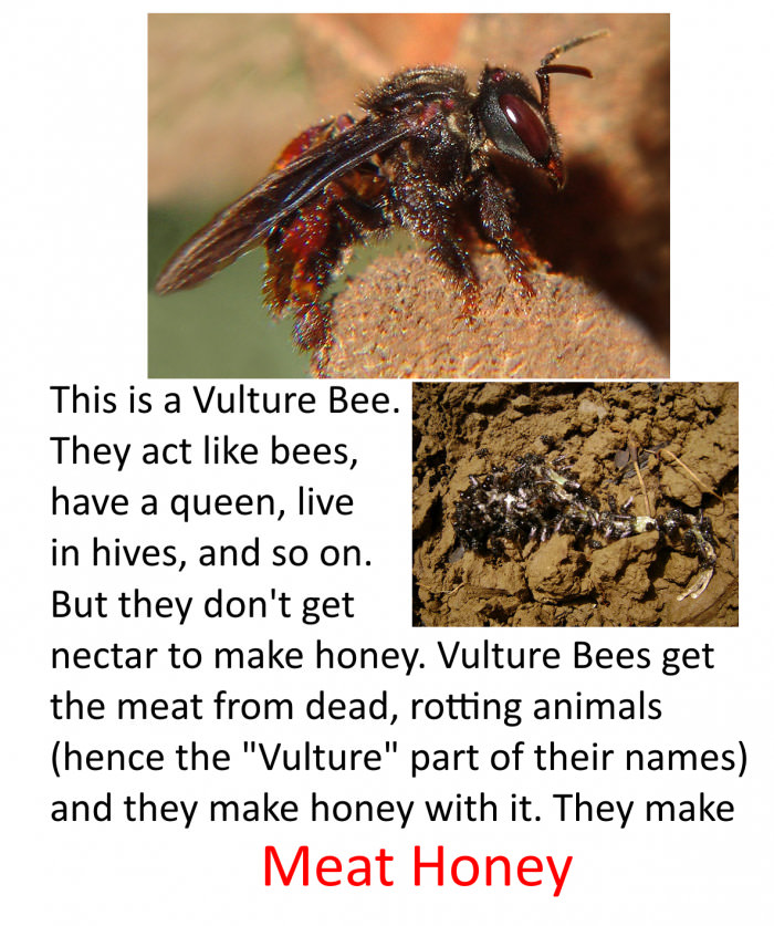 vulture bee - This is a Vulture Bee. They act bees, have a queen, live in hives, and so on. But they don't get nectar to make honey. Vulture Bees get the meat from dead, rotting animals hence the "Vulture" part of their names and they make honey with it. 
