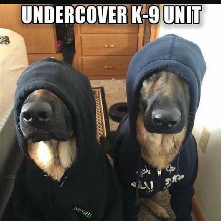 christmas pics and memes - Undercover K9 Unit Futebs Open P Om Mcgil