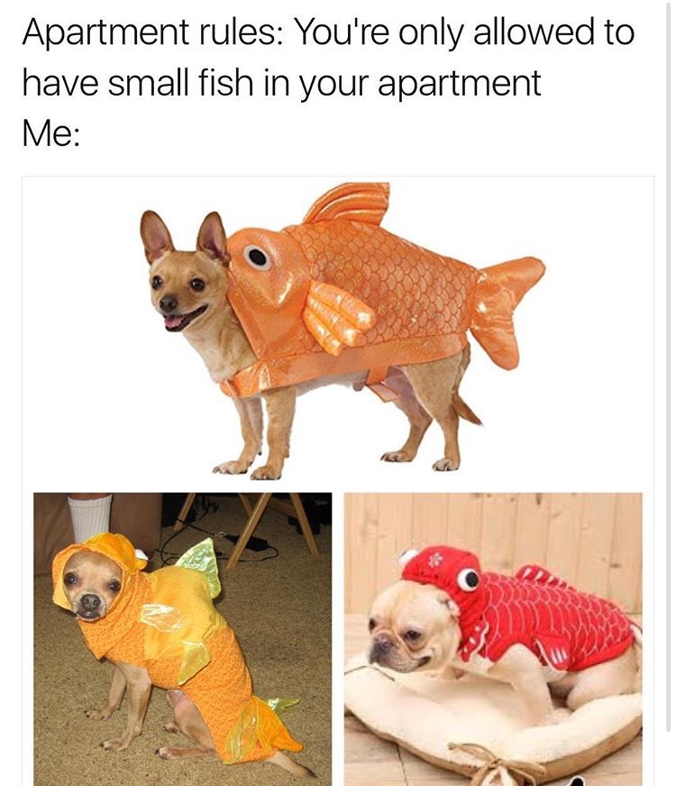 dog fish costume - Apartment rules You're only allowed to have small fish in your apartment Me