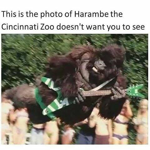 harambe the cincinnati zoo doesn t want you to see - This is the photo of Harambe the Cincinnati Zoo doesn't want you to see
