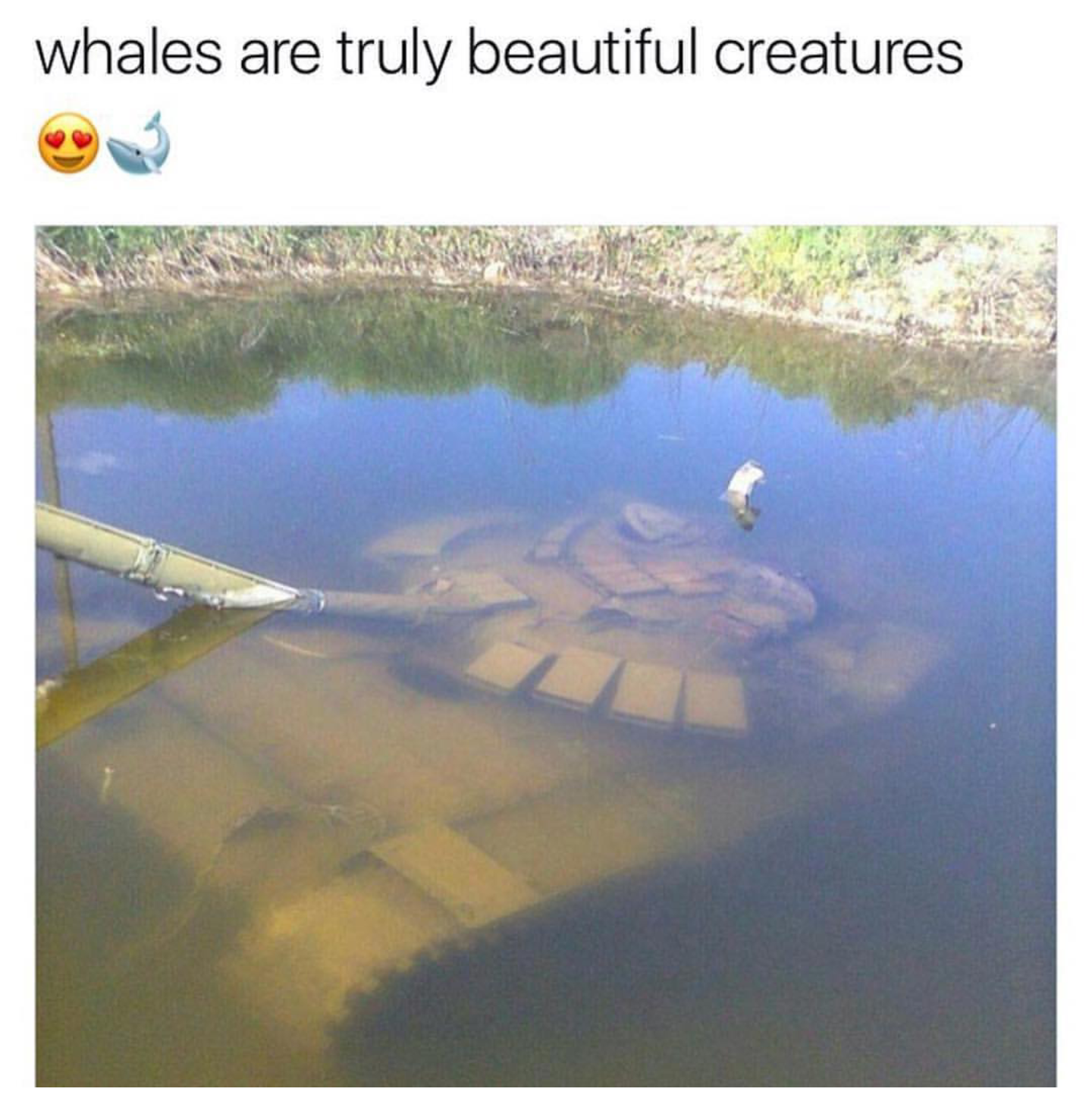 women are such majestic creatures meme - whales are truly beautiful creatures