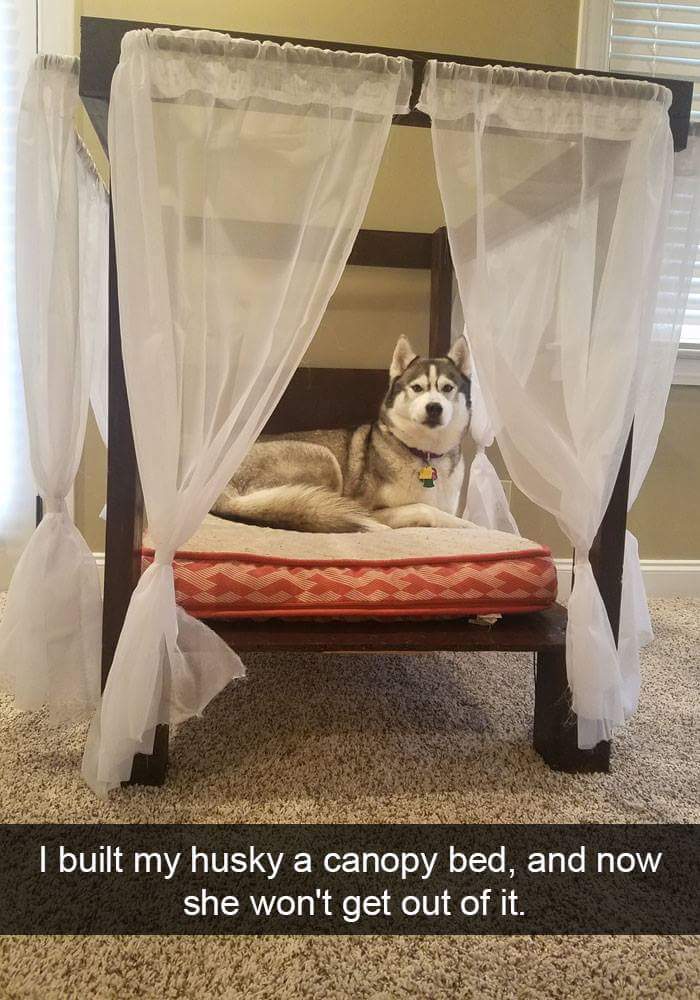 husky canopy bed - I built my husky a canopy bed, and now she won't get out of it.