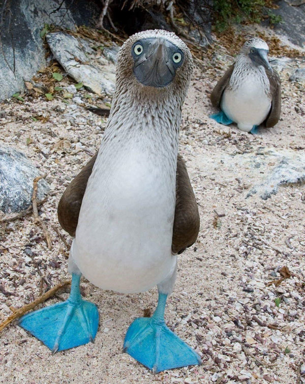 blue footed booby funny