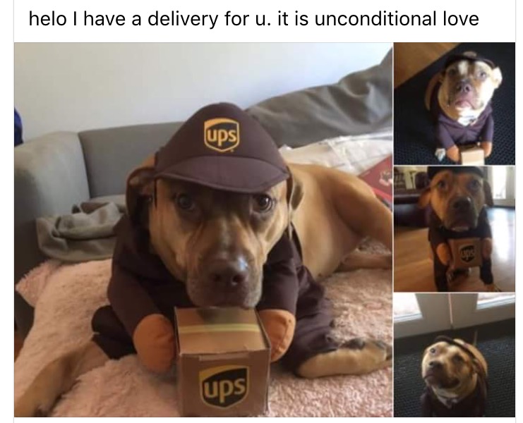 animals in clothes memes - helo I have a delivery for u. it is unconditional love ups